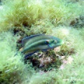 Symphodus ocellatus (Augenflecklippfisch) Männchen, Nest
